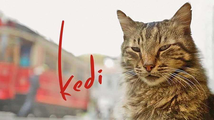Kedi.jpg