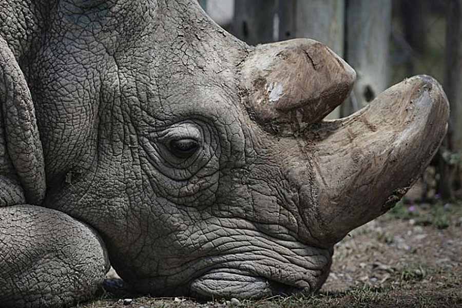 Sudan-The-Last-of-the-Rhinos.jpg
