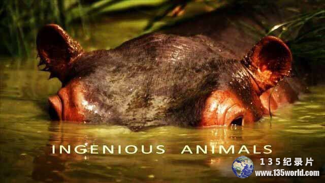 Ingenious-Animals.jpg