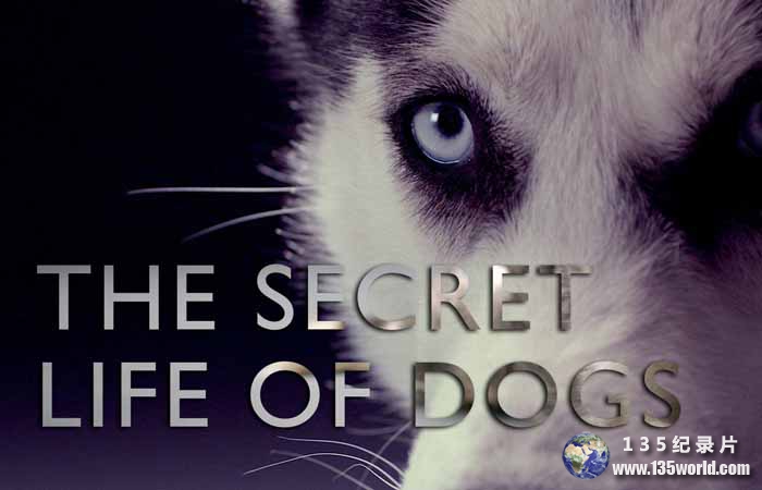 The-Secret-Life-of-Dogs.jpg