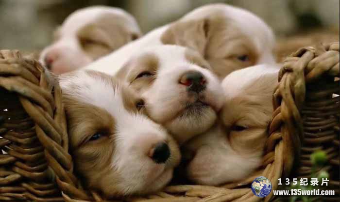 Too-Cute2.jpg