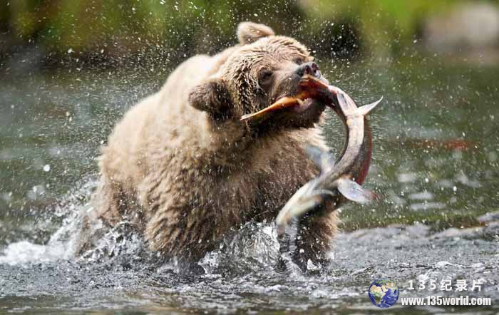 SalmonRunning-the-Gauntlet.jpg