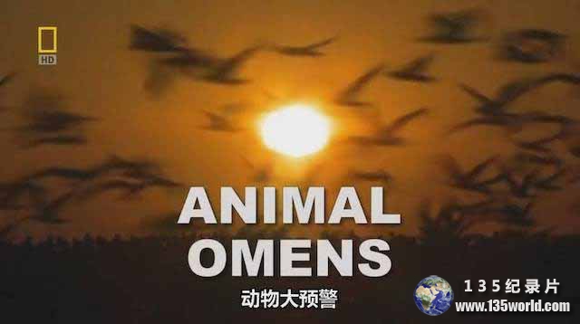 animal-omens.jpg