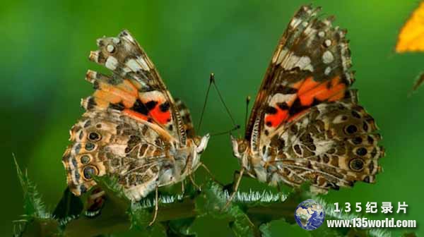 Sex-Lies-and-Butterflies.jpg