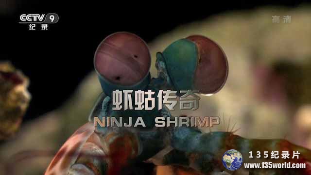 Ninja-Shrimp.jpg