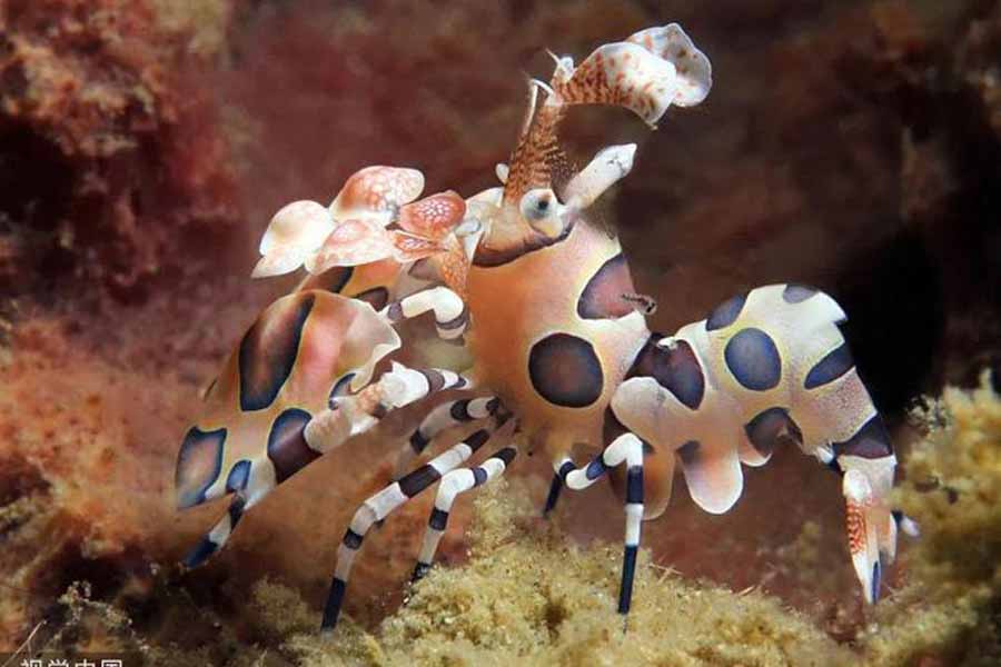 Harlequin-Shrimp.jpg