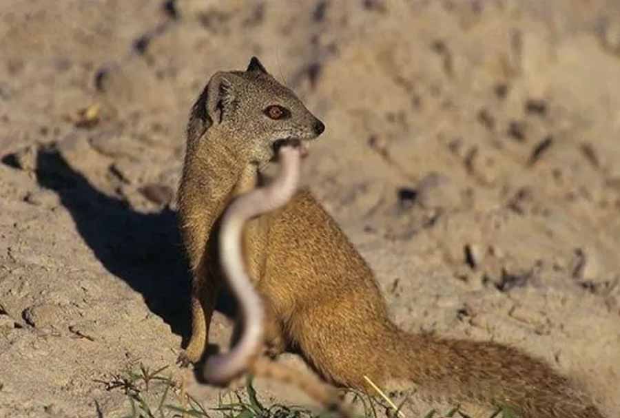 Gray-Mongoose.jpg