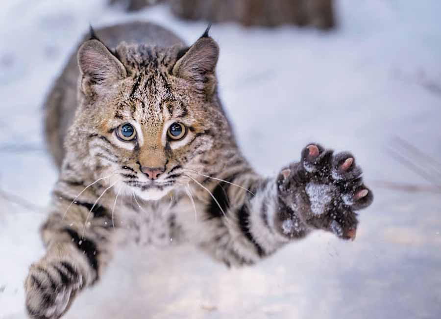 Bobcat.jpg