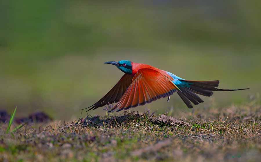 Northern-Carmine-Bee-eater.jpg