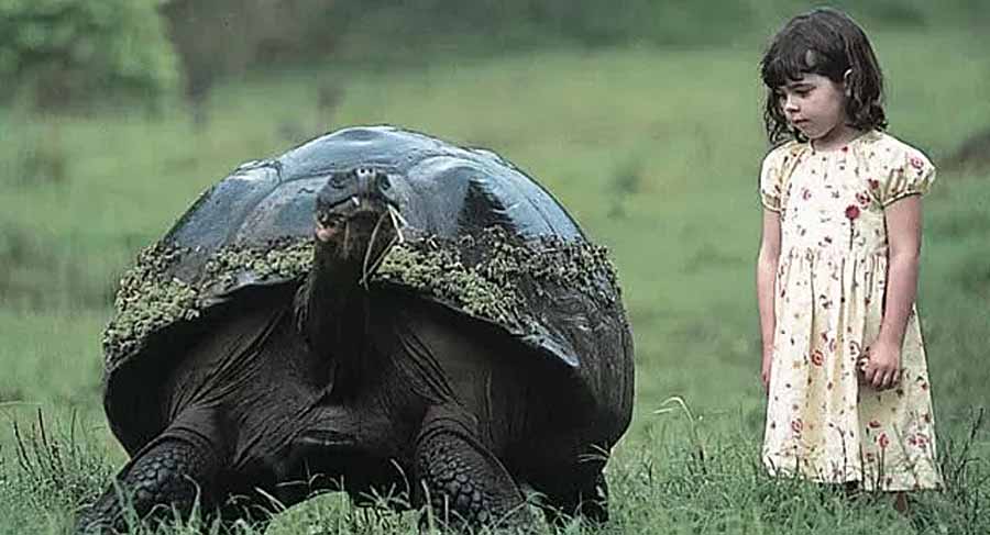 Galapagos-Giant-Tortoise.jpg
