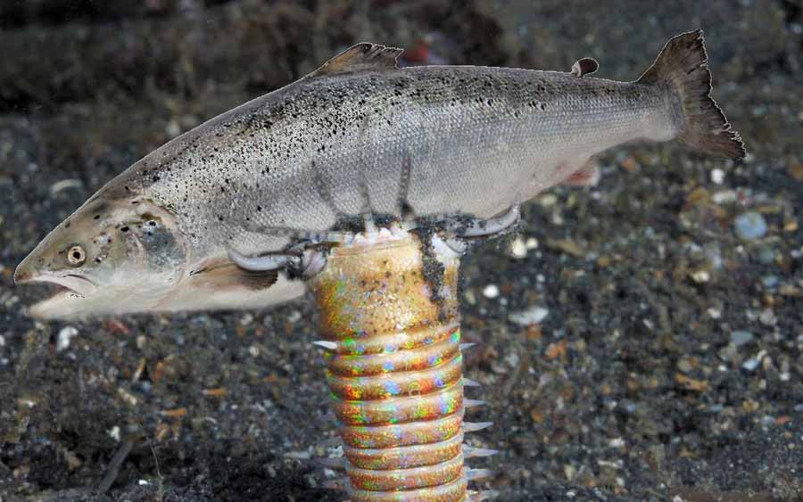 Bobbit-worm-.jpg
