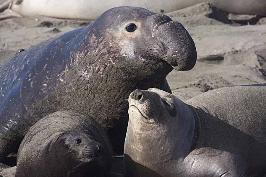 elephant-seal.jpg