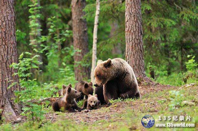 Bears1.jpg
