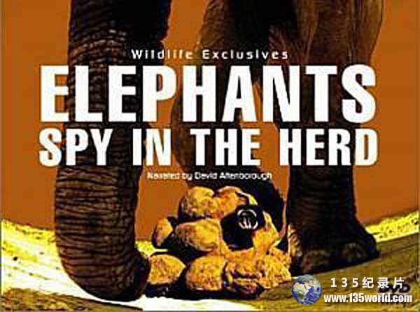 Elephants-Spy-in-the-Herd.jpg