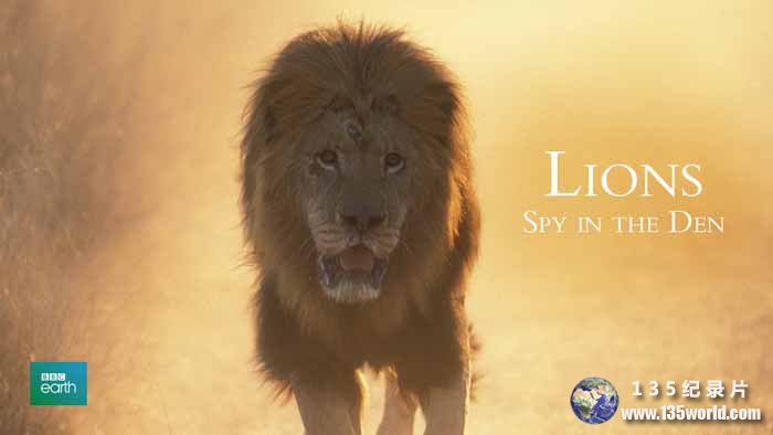 Lions-Spy-In-The-Den.jpg