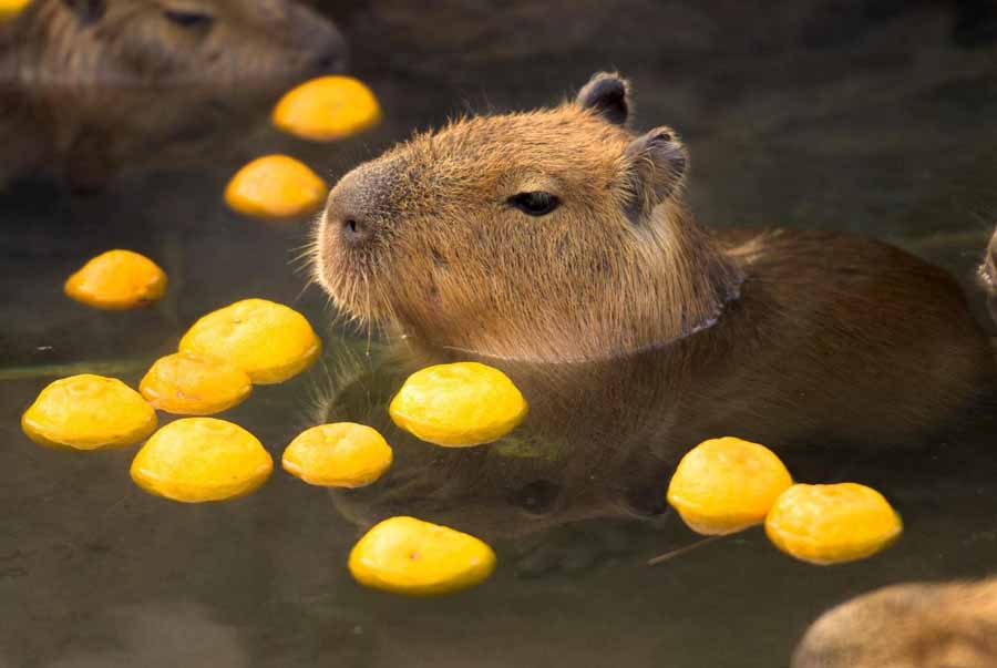 Capybara.jpg
