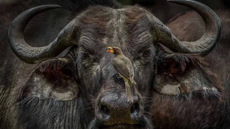 oxpecker.jpg