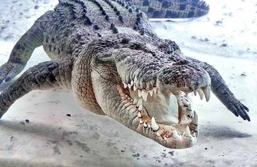Saltwater-Crocodile.jpg