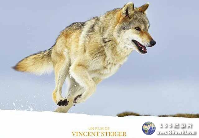 A-Wolfs-Journey.jpg