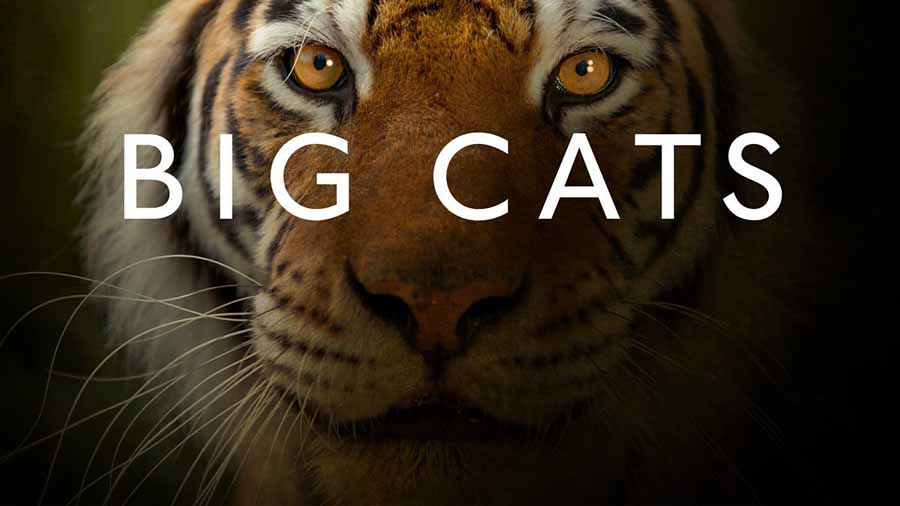 Big-Cats.jpg