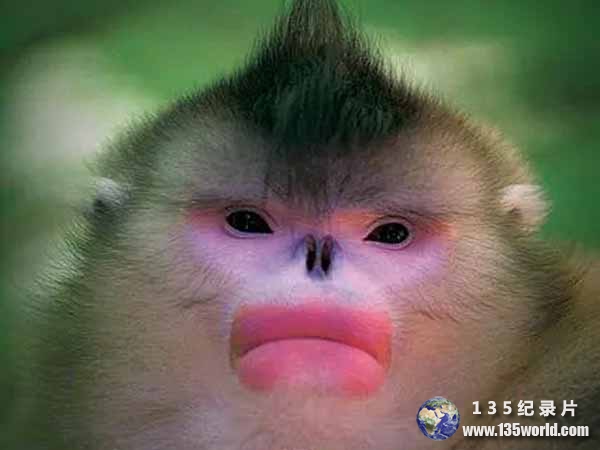 Mystery-Monkeys-of-Shangri-La.jpg