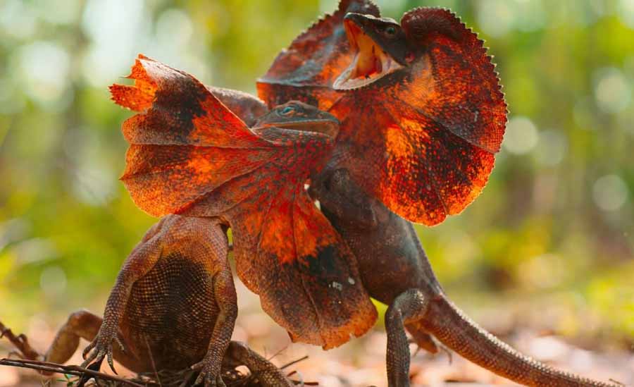 Frilled-Lizard.jpg