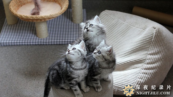 The-Secret-Life-of-Puppies-and-Kittens.jpg