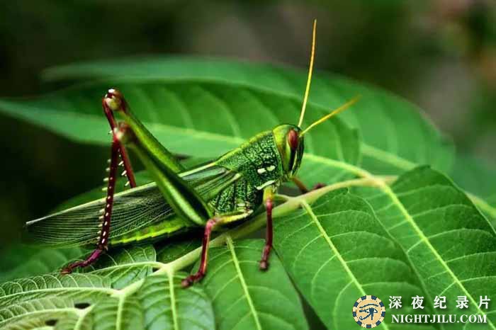 Insects-to-the-Rescue-1.jpg