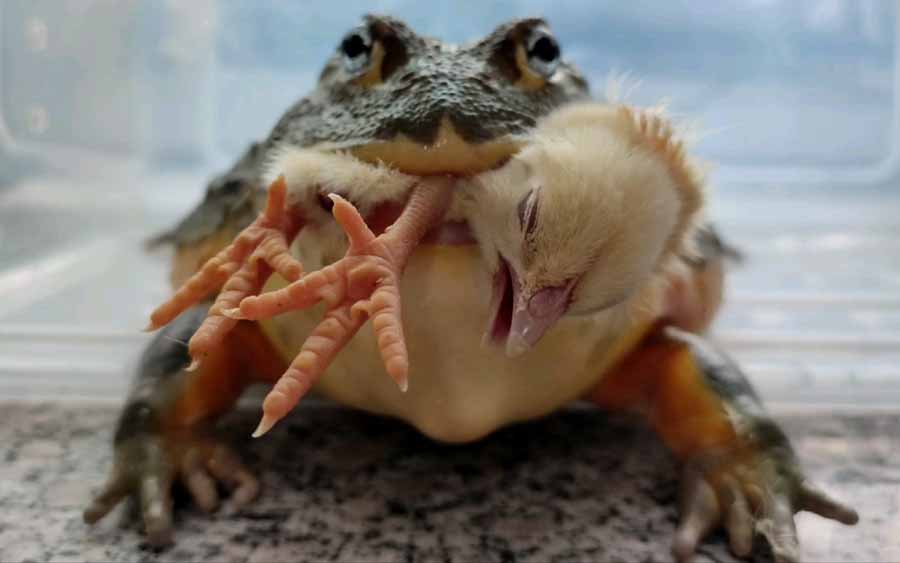 Pyxicephalus-adspersus.jpg