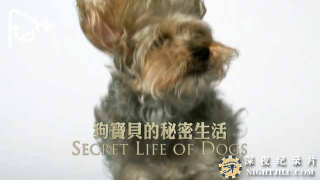Secret-Life-of-Dogs.jpg
