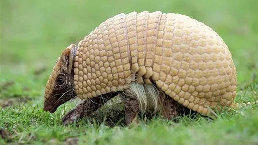 armadillo.jpg