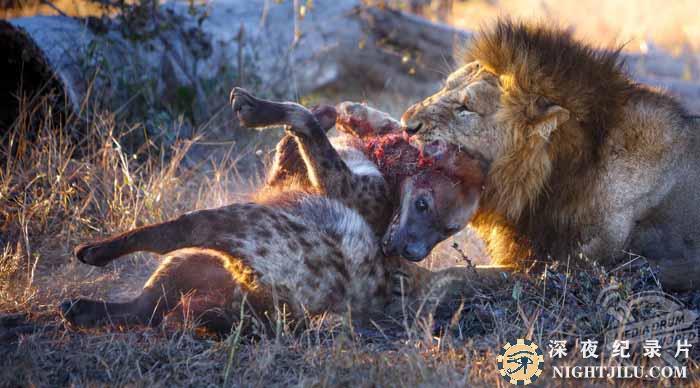 Eternal-Enemies-Lions-and-Hyenas.jpg