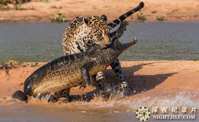 Predators-02.jpg