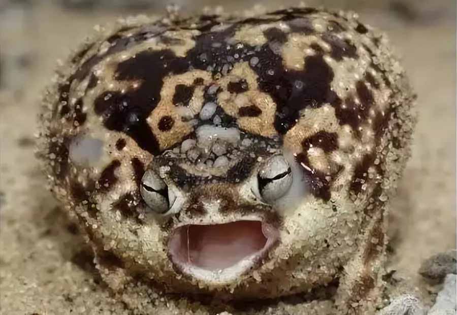 desert-rain-frog.jpg