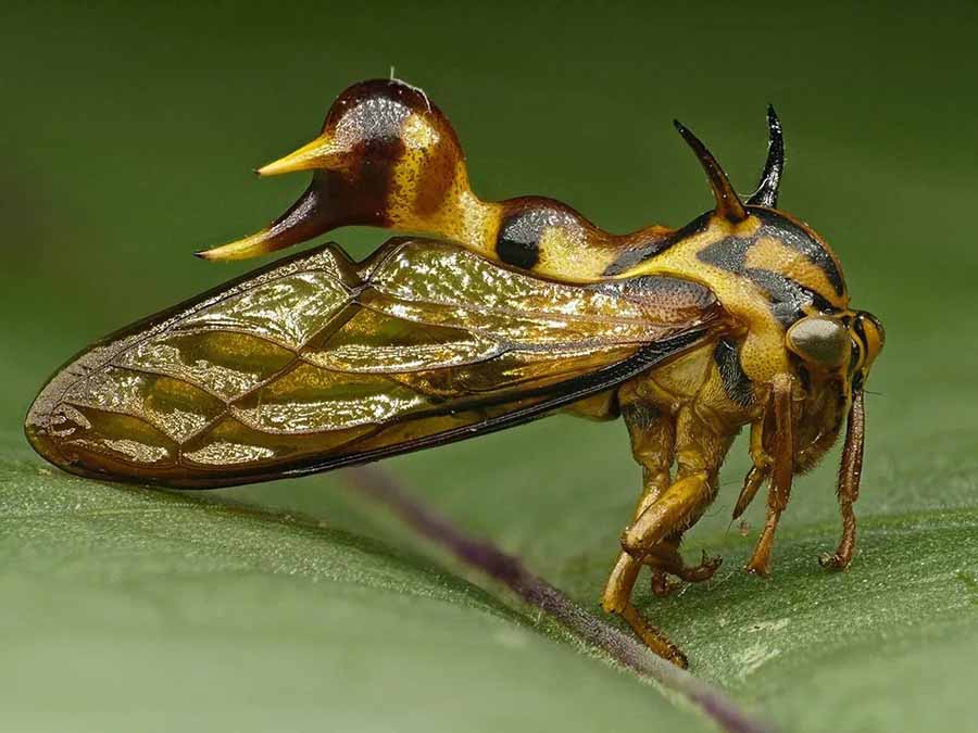 Treehoppers-.jpg