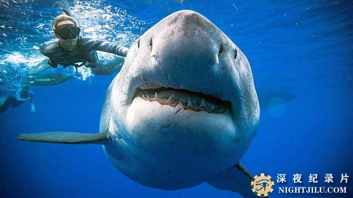 Stalked-By-Sharks.jpg