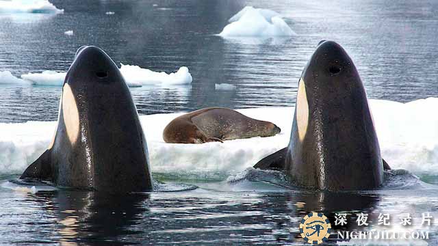 Natures-Perfect-Partners.jpg