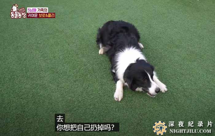 TV-dong-wu-nong-chang-3.jpg