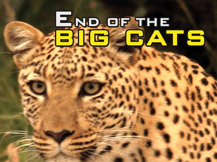 The-End-Of-The-Big-Cats.jpg