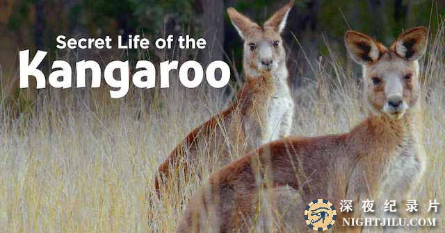 Secret-Life-of-the-Kangaroo.jpg