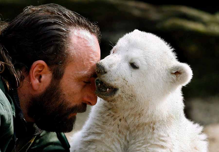 Knut.jpg