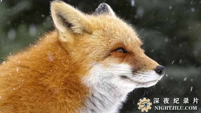 Fox-Tales.jpg