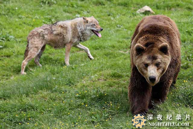 Wolf-vs-Bear.jpg