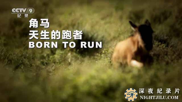 Born-to-Run.jpg