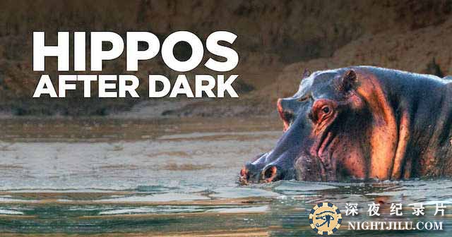 Hippos-After-Dark.jpg