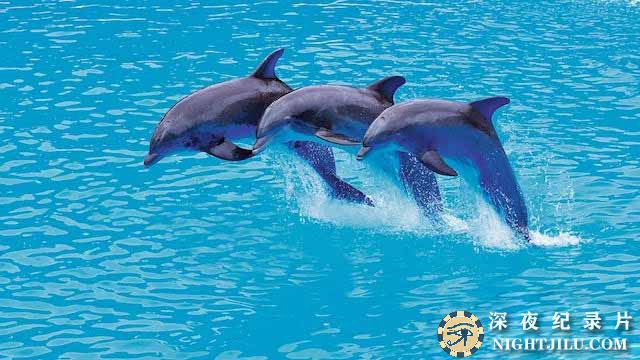 Dolphins.jpg