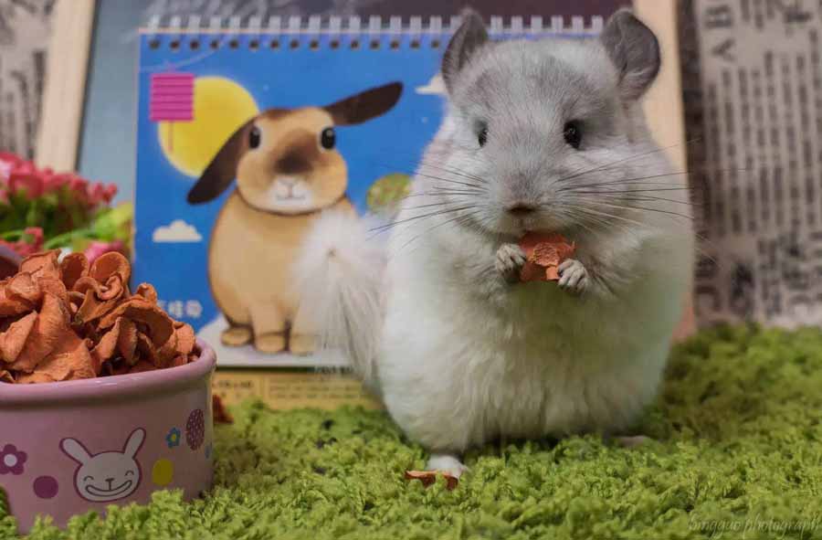 Chinchilla.jpg