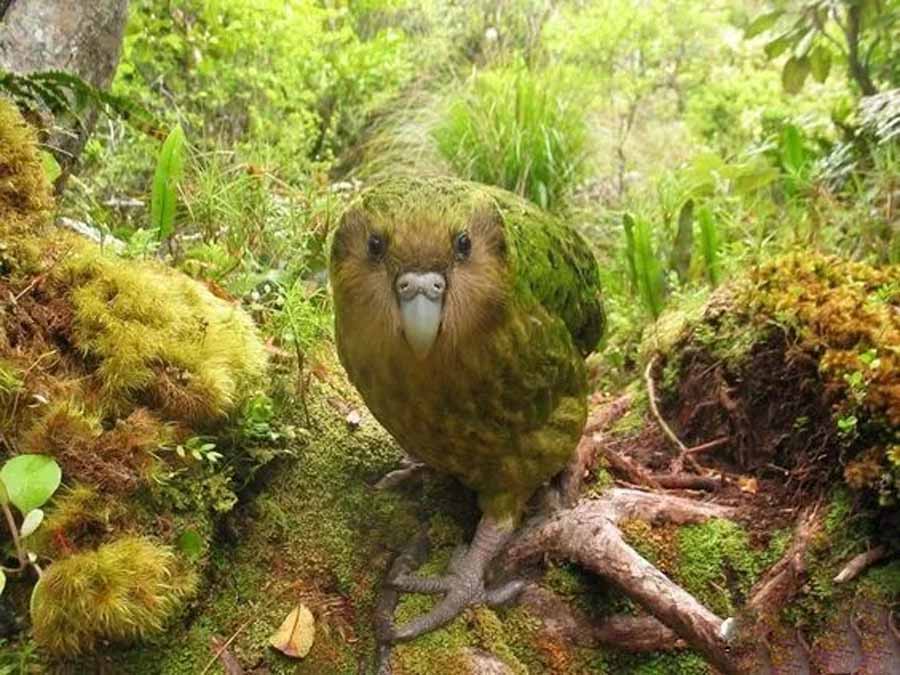 kakapo.jpg