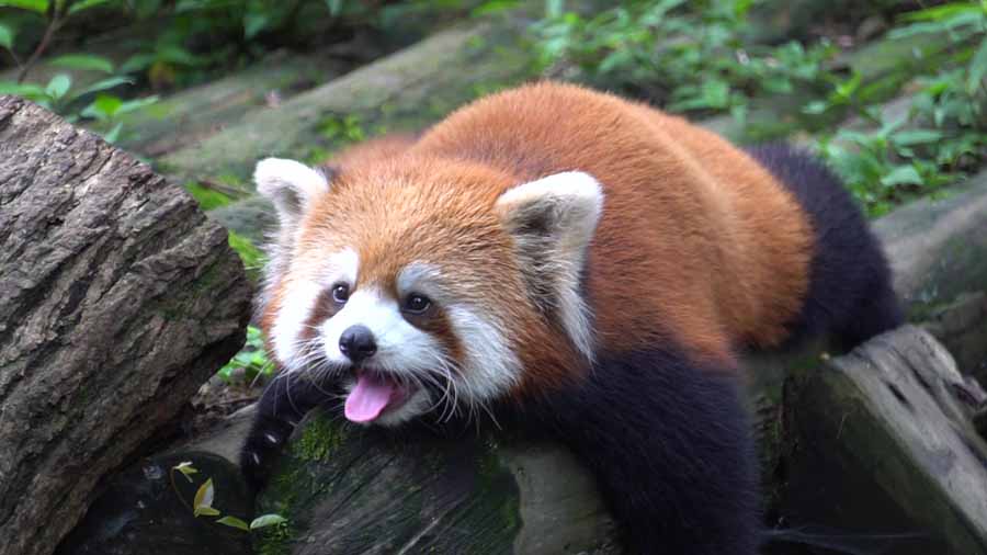 Red-Panda.jpg
