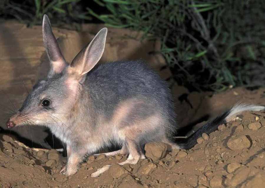 Rabbit-eared-Bandicoot.jpg